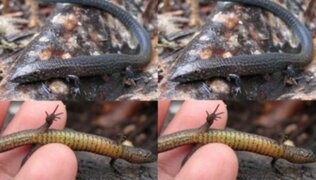 Machu Picchu: Investigadores peruanos e internacionales descubren nuevas especies de lagartijas