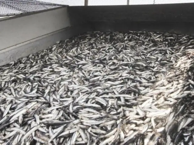 Produce autoriza inicio de primera temporada de pesca de anchoveta en zona norte