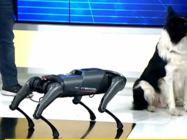 "Potente, preciso y ágil": llega al Perú el perro robot "Cyberdog" de Xiaomi