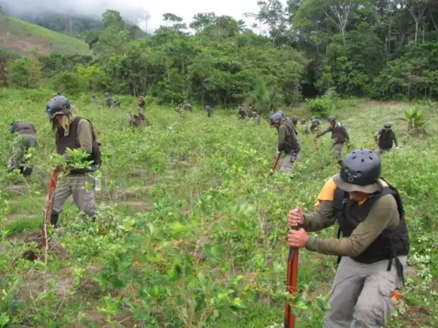 Proyecto Corah planea erradicar 18 mil hectáreas de hoja de coca ilegales hasta fin de año