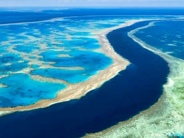 Prolongada ola de calor blanquea el 91 % de la Gran Barrera de Coral de Australia