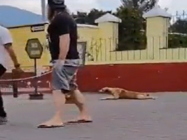 Perro se hace viral por actuar para conseguir caricias de los turistas