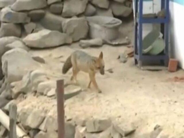 La historia de ‘Run Run’ se repite en Comas: vecinos captan a zorro andino paseando en cementerio