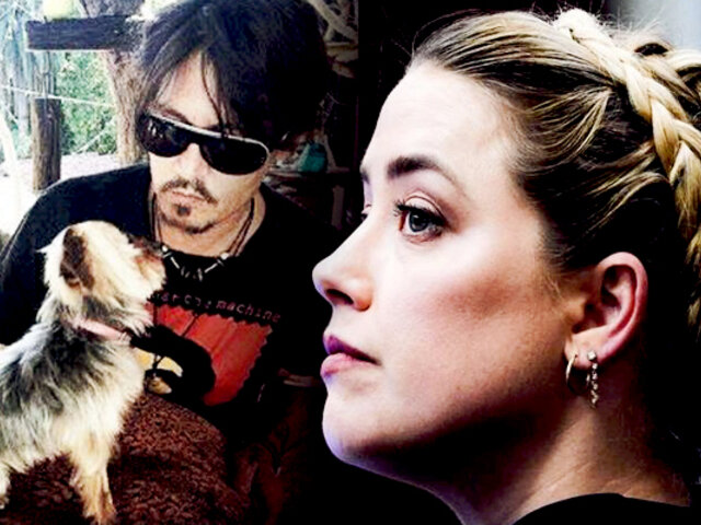 Amber Heard sobre misteriosas heces en la cama de Johnny Depp: “fueron sus perros”