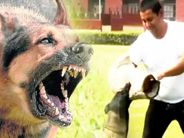 Sin correa, ni bozal para contenerlos: Ataque de perros podría ser mortal