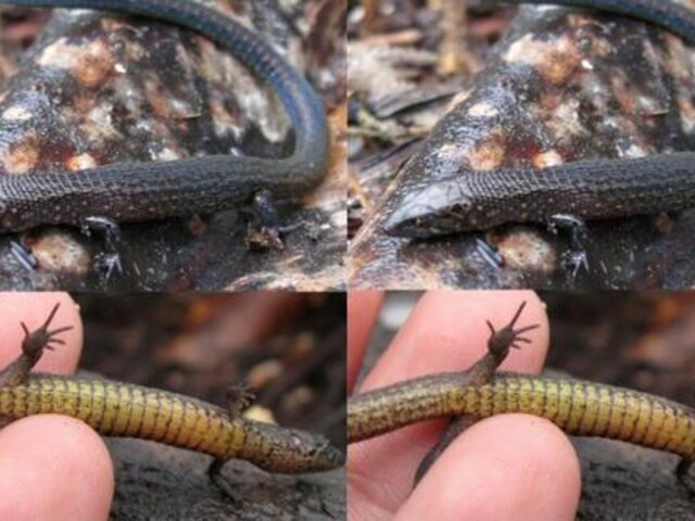 Machu Picchu: Investigadores peruanos e internacionales descubren nuevas especies de lagartijas