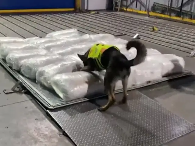 Ecuador: hallan 1 tonelada de cocaína camuflada con alimento para ganado en aeropuerto de Quito