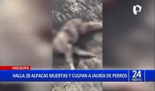 Arequipa: Hallan más de 20 alpacas muertas que habrían sido asesinadas por perros