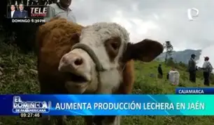 “Jaén lechero”: pequeños ganaderos de escasos recursos son beneficiados con este programa