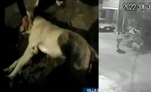 ¡Héroe caído! Perrito fue salvajemente asesinado de un disparo por salvar a vecina de robo en VES