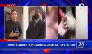 Municipio de Jesús María aclara que jamás han pretendido separar al Gallo Claudio de su dueña