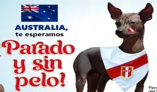 “¡Parado y sin Pelo!”: Perro peruano alienta a la Bicolor para el Perú vs. Australia