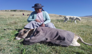 Huancayo: ganado en riesgo tras registrarse temperaturas de -10 ° C