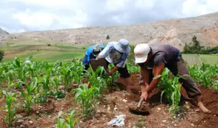 Midagri anuncia FertiBono de S/ 138 para pequeños agricultores desde 22 de agosto