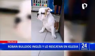 Trujillo: le roban perro bulldog inglés y luego lo encuentra en iglesia