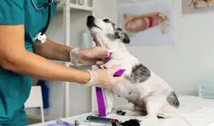 Indecopi investiga a veterinaria por denuncia de muerte de mascota tras aplicarle inyección