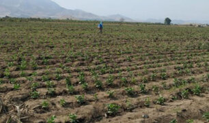Arequipa: más de 300 hectáreas de cultivos de papa, habas y maíz se pierden por heladas