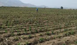 Cultivos en Tumbes se ven afectados por las lluvias: agricultores reportan pérdidas