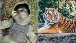 México: incautan tigre en casa de narcotraficante y matan mono de delincuente en tiroteo