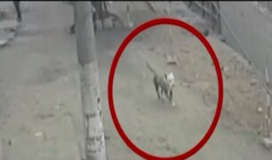 SJL: dueño de pitbull que mató a mascota de anciana justificó el ataque
