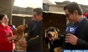 En busca de un hogar: albergue pide ayuda para más de 100 perritos rescatados de la violencia