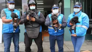 Se dará en adopción a 50 cachorros que iban a ser vendidos en Centro de Lima