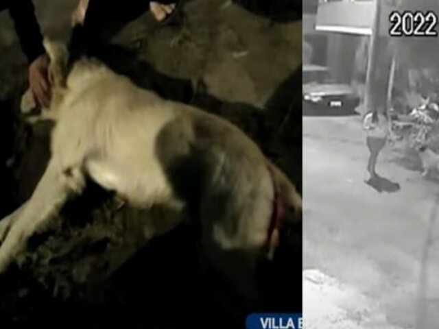 ¡Héroe caído! Perrito fue salvajemente asesinado de un disparo por salvar a vecina de robo en VES