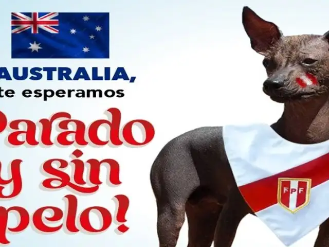 “¡Parado y sin Pelo!”: Perro peruano alienta a la Bicolor para el Perú vs. Australia