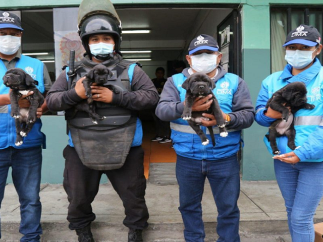 Comando Patitas de la Municipalidad de Lima rescata a 50 cachorros del comercio informal
