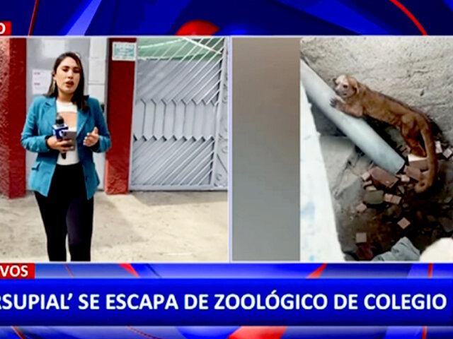PNP capturó un chosna silvestre que escapó de zoológico de colegio