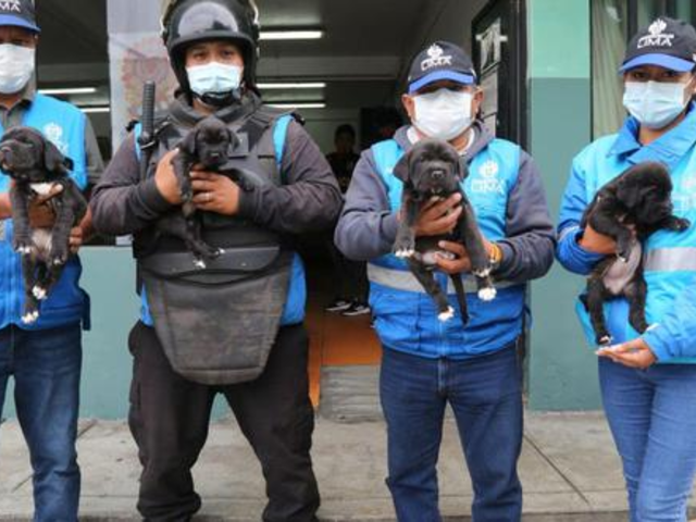 Se dará en adopción a 50 cachorros que iban a ser vendidos en Centro de Lima