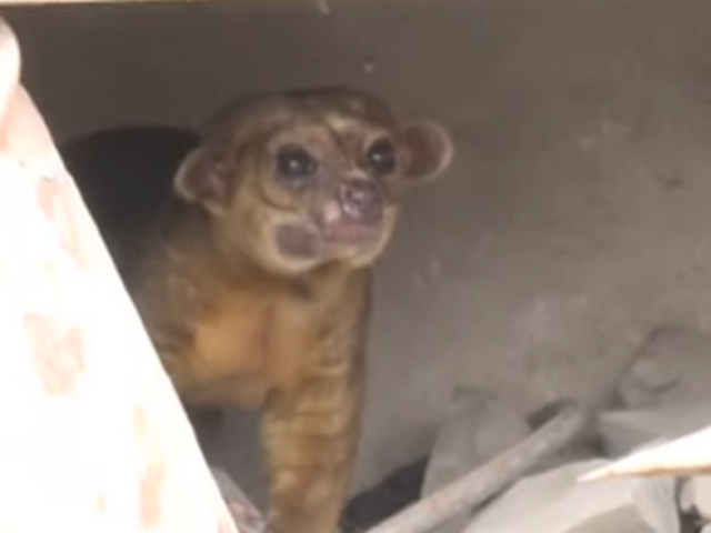Los Olivos: rescatan a animal silvestre que escapó de zoológico