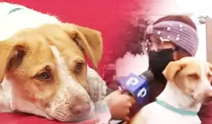 “Manchitas": Adoptan a perrito que fue abandonado en veterinaria de Surco