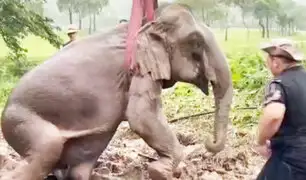 Tailandia: Rescatan a dos elefantes tras caer en una profunda zanja