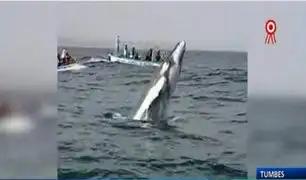 ¡Imperdible! Inició la temporada avistamiento de ballenas en Tumbes