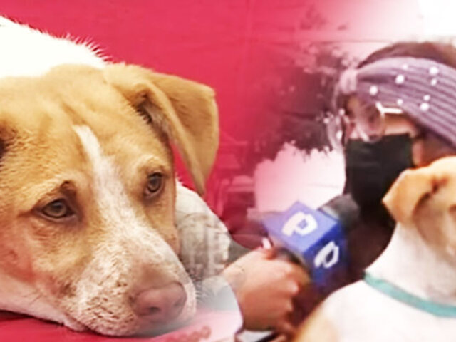 “Manchitas": Adoptan a perrito que fue abandonado en veterinaria de Surco