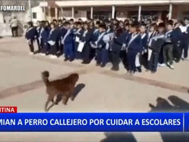 Argentina: Perrito callejero fue homenajeado por cuidar a escolares