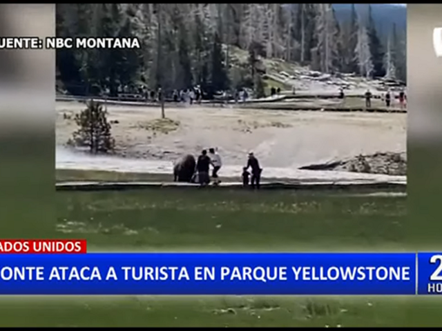 EEUU: Bisonte ataca a familia que paseaba por el parque Yellowstone