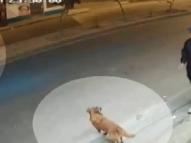 VMT: joven fue atropellado cuando intentaba alimentar a perrito callejero y chofer se da a la fuga