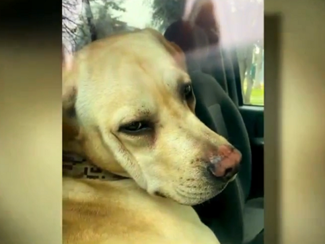 Magdalena: acusan a sujeto de encerrar a su perro en auto todo el día y sin ventilación