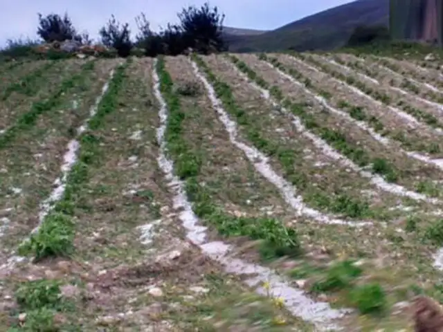 Agricultores piden ayuda: 400 hectáreas de cultivos se pierden por intensas heladas en Arequipa