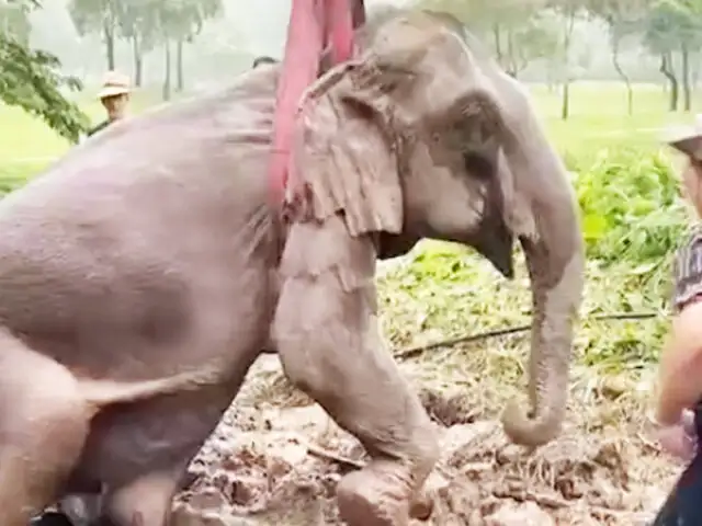 Tailandia: Rescatan a dos elefantes tras caer en una profunda zanja