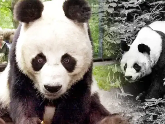Murió el panda más anciano del mundo en cautiverio