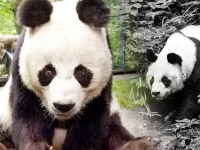 Zoológico de Finlandia devolverá pandas gigantes a China por altos costos para mantenerlos