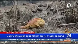 Ecuador: Se logró la reproducción de la Iguana terrestre evitando su extinción