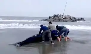 Cría de ballena queda varada por varias horas en la orilla del mar y fallece