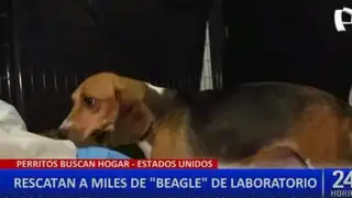 EE.UU.: rescatan más de 4 mil cachorros de raza Beagle