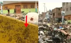Pestilencia en Gambetta: vecinos viven entre la basura, animales muertos y plaga de moscas