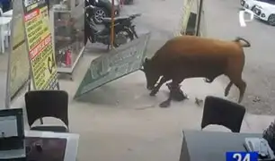 Lurín: toro suelto embiste a dos personas y causa daños materiales