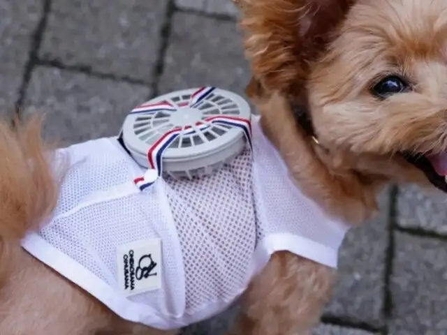 Ola de calor en Japón: crean ventilador portátil para perros ante las altas temperaturas
